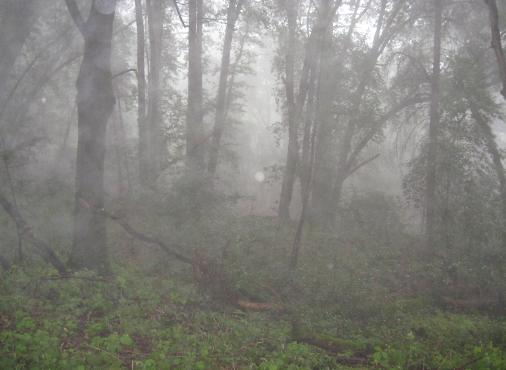Misty Morning